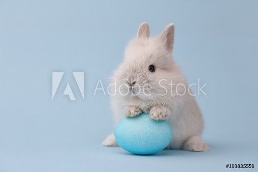 Picture of Easter bunny rabbit with blue painted egg on blue background Easter holiday concept